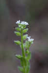 Spring forget-me-not